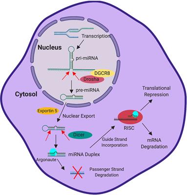 miRNA-Mediated Control of B Cell Responses in Immunity and SLE